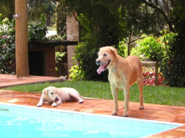 Cuidados a ter com o cão no verão