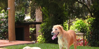 Cuidados a ter com o cão no verão