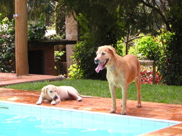 Cuidados a ter com o cão no verão