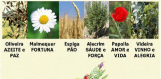 Dia da espiga