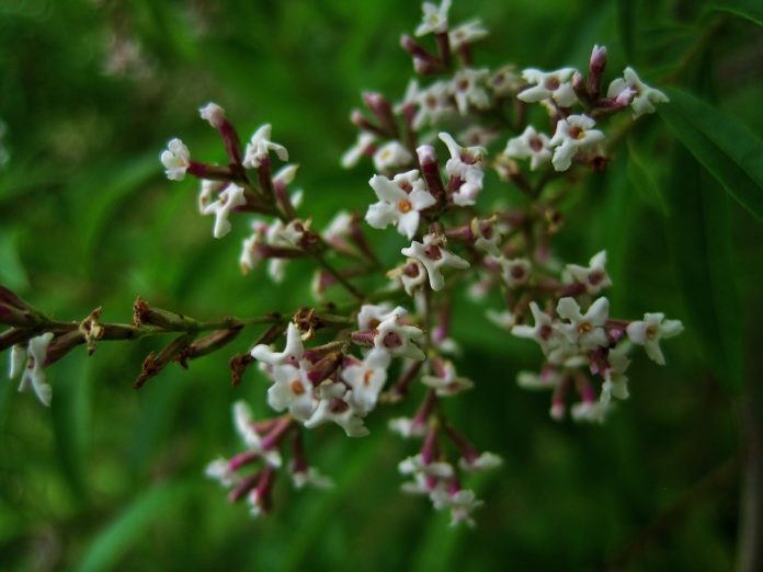 Erva verbena