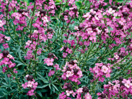 Erysimum