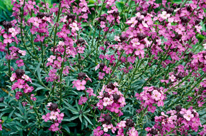 Erysimum