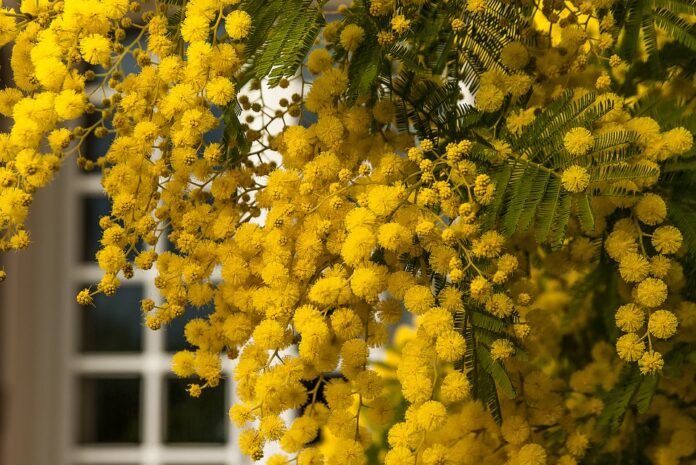 Flor mimosa