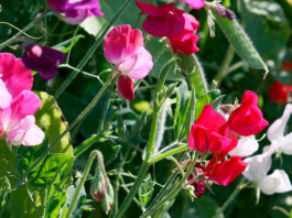 Flor de ervilha