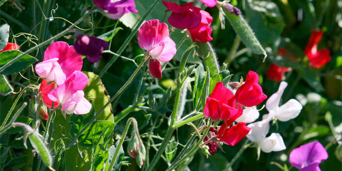 Flor de ervilha