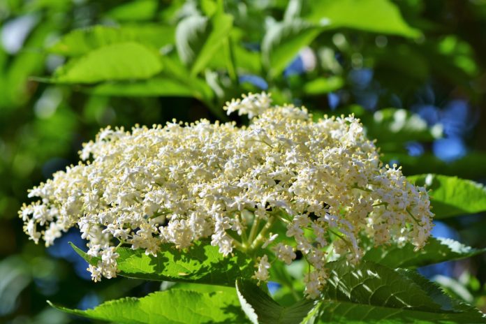 Flor de sabugueiro