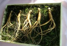 Ginseng