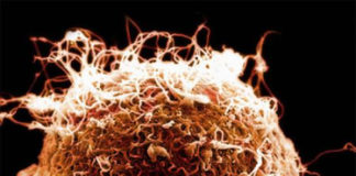 Será que a culpa é sempre das hormonas - hormona feminina