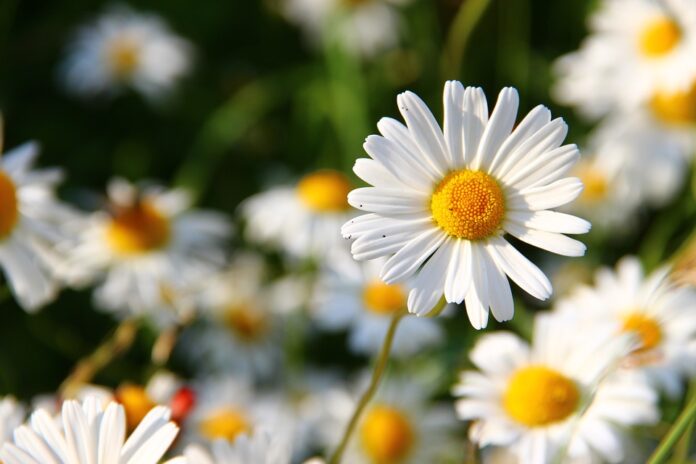 A flor margarida