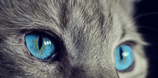 Olhar de gato