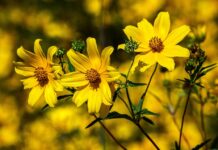 Planta coreopsis