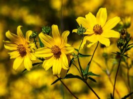 Planta coreopsis