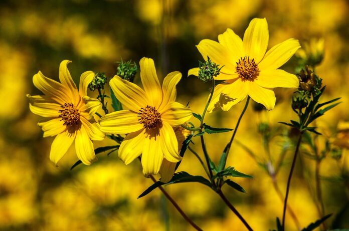 Planta coreopsis