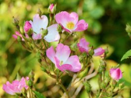 Rosa canina