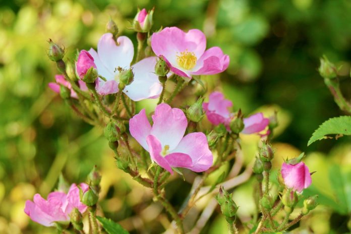 Rosa canina