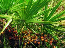 Sabal Serrulata