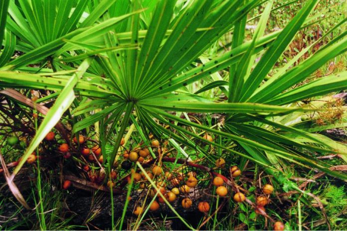 Sabal Serrulata