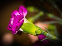 Significado de cravo púrpura ou roxo