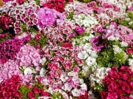 Significado de oferecer um cravo