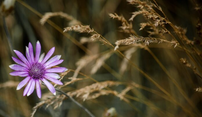 Xeranthemum