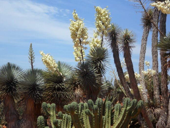 Yucca gloriosa