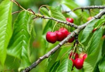 Beneficios do consumo da cereja