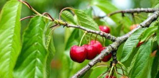Beneficios do consumo da cereja