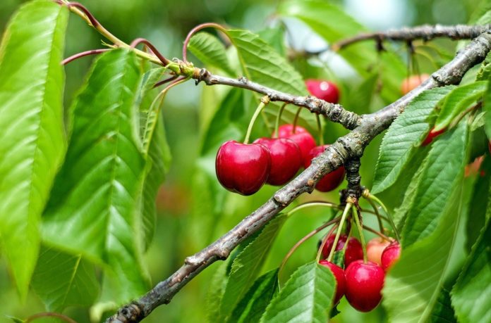 Beneficios do consumo da cereja