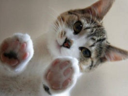 Doença da arranhadela dos gatos
