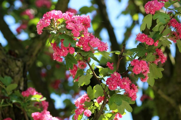 Árvore crataegus