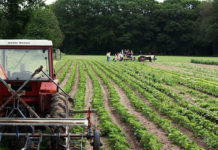 Agricultura biológica