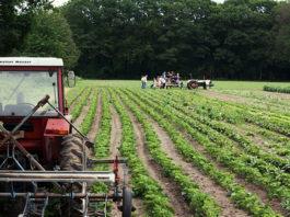 Agricultura biológica