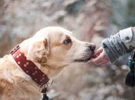 Animais de estimação para adoptar, saiba onde encontrá-los