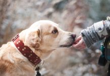 Animais de estimação para adoptar, saiba onde encontrá-los