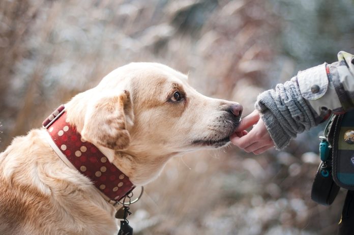 Animais de estimação para adoptar, saiba onde encontrá-los