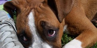 As férias com animais de estimação