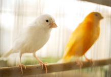 Canário, o belo canto das aves
