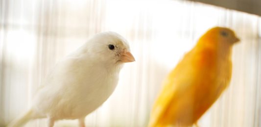 Canário, o belo canto das aves