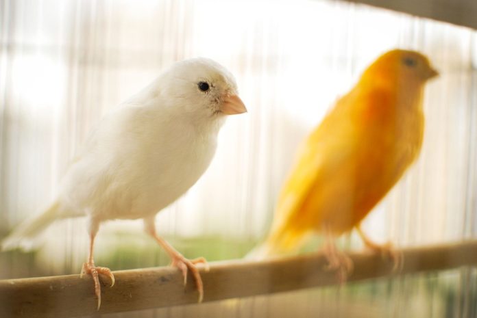 Canário, o belo canto das aves