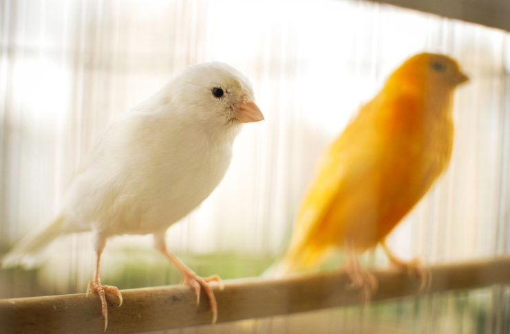 Canário, o belo canto das aves