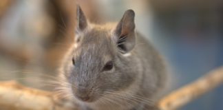 Chinchilas