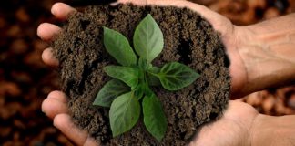 Como cuidar da terra para plantar durante todo o ano