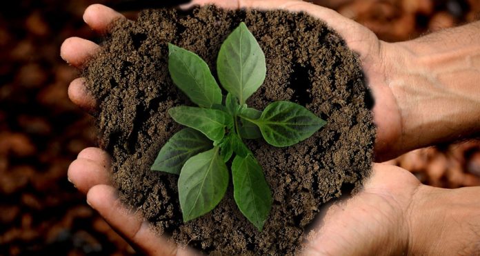 Como cuidar da terra para plantar durante todo o ano