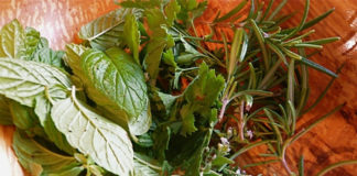 Conheça o sabor das ervas aromáticas