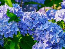 Hortênsia, a flor que dá cor aos dias quentes