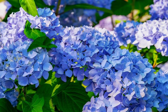 Hortênsia, a flor que dá cor aos dias quentes