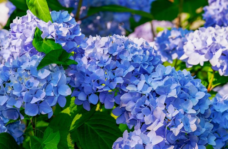 Hortênsia, a flor que dá cor aos dias quentes