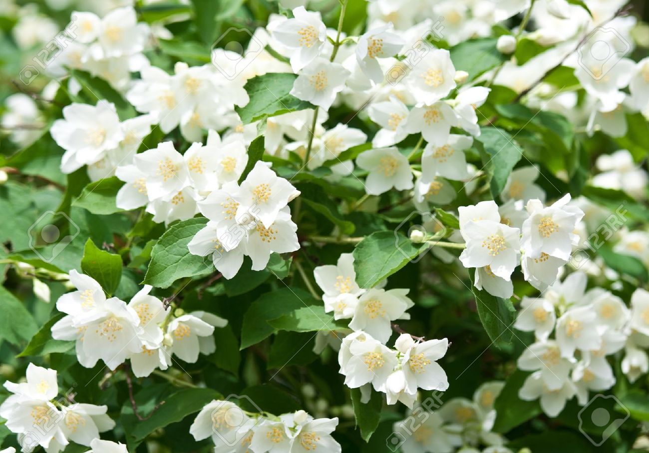 As espécies de plantas com perfume mais populares - Mulher Portuguesa