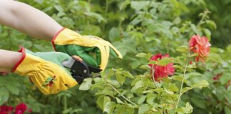 O que deve plantar em Fevereiro